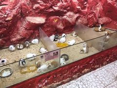 -上海大自然野生昆虫馆(东方明珠·爬宠昆虫探索中心)