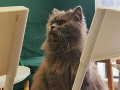 -团子家猫咪猫咖馆·柯基·柯尔鸭