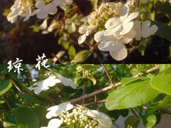 -巡塘古镇