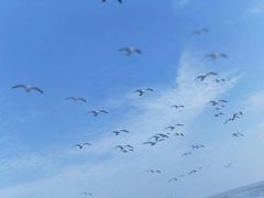 -长岛万鸟岛