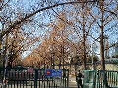 -三里屯东五街银杏大道