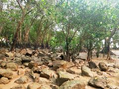 -宝安西湾红树林湿地公园