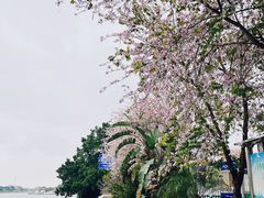 -长洲岛