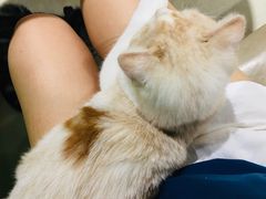 -藏猫猫咖啡主题馆(中央大道店)