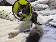 -福州肆爪动物医院