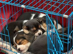 -桂林市花鸟市场