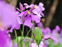-贵阳市花溪国家城市湿地公园