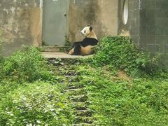 -中国大熊猫保护研究中心雅安碧峰峡基地