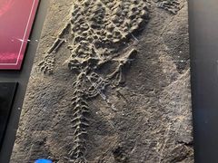 -贝林大翅鲸简餐厅(国家海洋博物馆店)