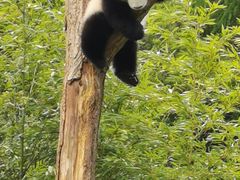 -卧龙中华大熊猫苑神树坪基地