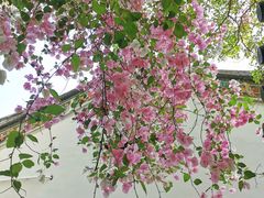 -深圳国际园林花卉博览园