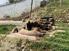 -中国大熊猫保护研究中心雅安碧峰峡基地