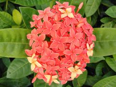 -广西壮族自治区药用植物园