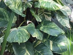 -北京植物园-展览温室