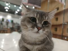 -袖虎·猫馆(体育西路店)