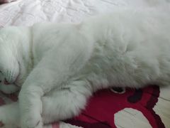 -中农国际动物医院24小时·猫科·骨科·急重症中心