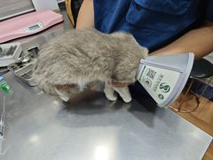-瑞派名望志远动物医院·猫科·內科·异宠专科(直港大道店)