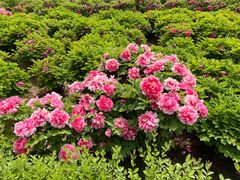 -洛阳市隋唐城遗址植物园