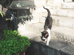 -南津关古镇