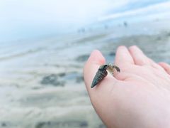 -红树林天天赶海
