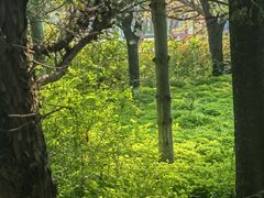 -洛阳市隋唐城遗址植物园