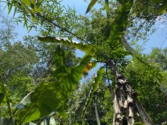 -西双版纳基诺山寨