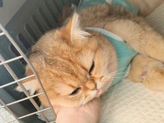 -美联众合动物医院·24h京西诊疗中心