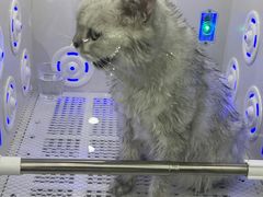 -爱洗澡的猫(望京店)