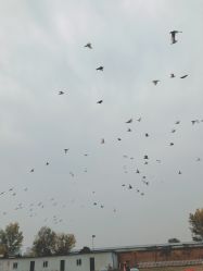 -上美四季动物农场