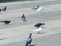 -格日勒阿妈蒙古厨房(大召店)