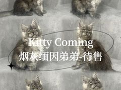 -小猫来了·猫舍(红山六九七九店)