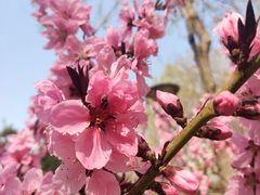 -大兴滨河森林公园