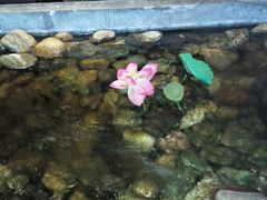 android_upload_pic-山有花啡餐厅(常营总店)