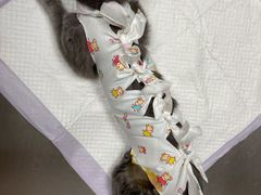-纳吉亚猫专科动物医院博雅分院