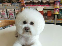-我爱吾宠宠物美容院(朝阳路店)