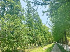 -上海长兴岛郊野公园