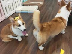 -柯斗斗主题餐厅·狗咖·围炉煮茶·茶饮(国瑞升平里店)