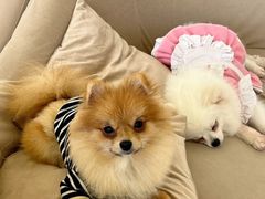 -怪兽屋·羊驼·猫咖·狗咖(俊华广场店)