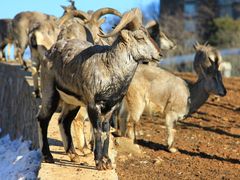 -大连森林动物园