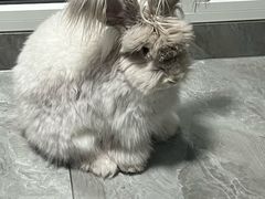 -爱侣宠医·鹦鹉专科·小型哺乳类·异宠专科(灵石路店)