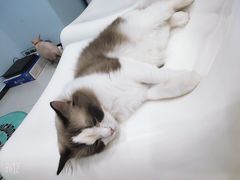 -糯米喵星人·撸猫猫舍咖啡馆(西市场嘉华店)