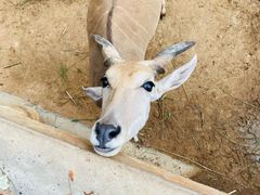 -西霞口神雕山野生动物世界
