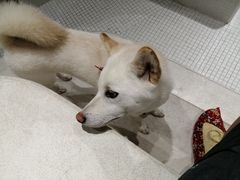 -柴务处·柴犬主题狗咖