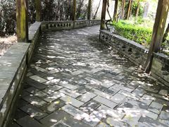 -铁山坪森林公园