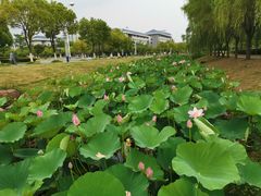 -东南大学(九龙湖校区)