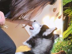 -Husky Go! 哈士奇体验馆·宠物咖啡厅狗咖