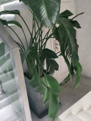 -丝源发型