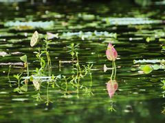 -福建鲤鱼洲酒店