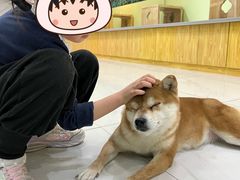 -柴源莊·柴小宠柴犬咖啡