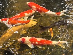 -鲤院·新中式美学·庭院餐厅(夫子庙店)